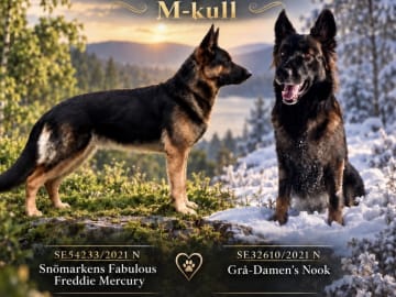 German Shepherd Dog · Liden · Snömarkens