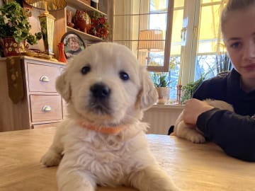 Golden retriever · Tjällmo · Ekbergarn’s  kennel