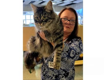 Sibirisk katt · Hofors · SE*Fazette's