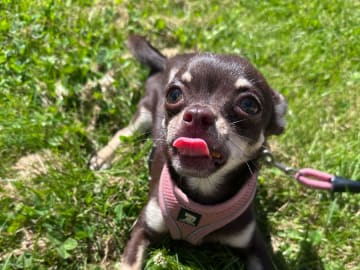 Chihuahua · Mölndal · My Little Chi
