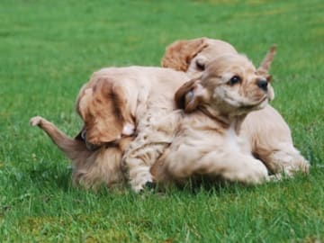 Amerikansk cocker spaniel · Simlångsdalen · Cathrine Uhrberg