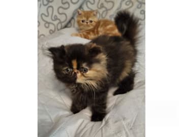 Persian · Mullsjö · S*Hagabodas