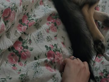 Siberian husky · Stora levene · Lenita L.