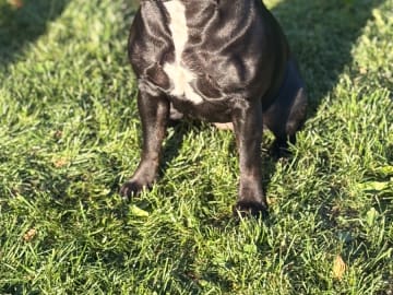 Staffordshire bullterrier · Anneberg · Qrohns