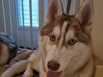 Siberian Husky · Rimbo · Christian B.