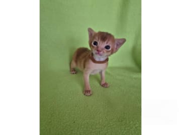 Abyssiner katt · Molkom · SE*Antennaria Rubra's