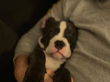 American bully