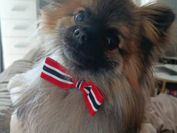 German Spitz – Kleinspitz · Oppegård · Vivian Høeg Møller