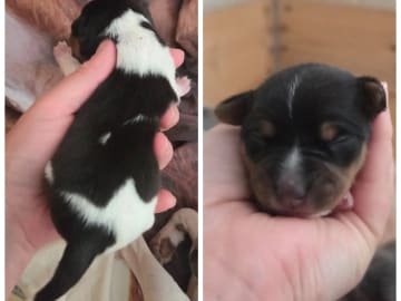 Terrier brasileiro · Arendal · Minna Camilla Therese Josefsson