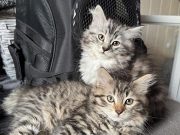 Sibirsk skogkatt · Raufoss · NO*Tokleperlen