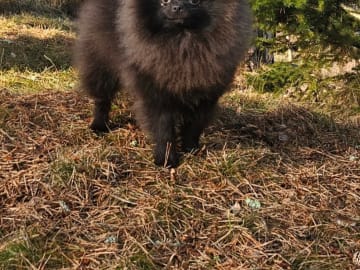 Pomeranian · Kågeröd · Tiny Winne