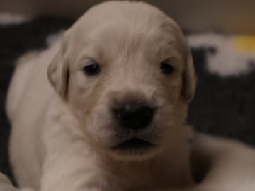 Golden retriever · Tjällmo · Ekbergarn’s  kennel