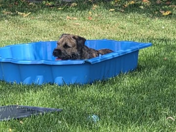 Border terrier · Västerås · Borderfun