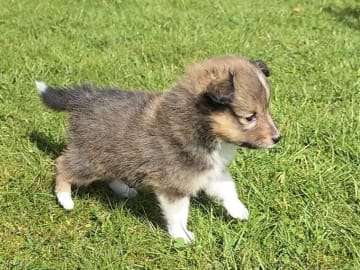 Shetland sheepdog · Finsland · Malene Stordahl