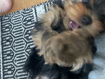 Yorkshireterrier · Vårgårda · Charlotte A.