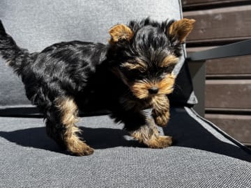 Yorkshireterrier · Sandefjord · Aleksandra
