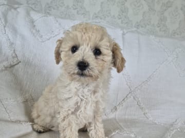 Maltipoo · Hässleholm · Daniela K.
