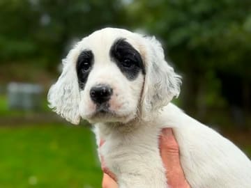 English Setter · Sulsted · Østkysten's