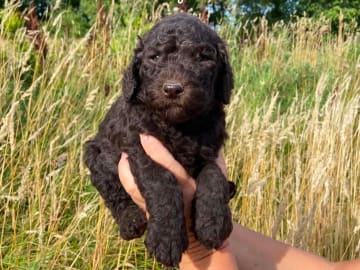 Labradoodle · Nol · Anfastebo hunduppfödning