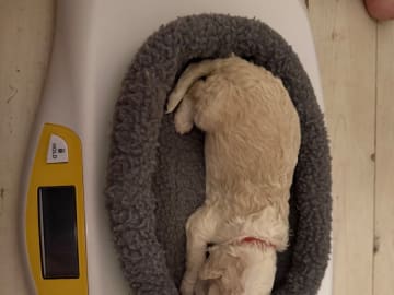 Perro de Agua Espanol · Oskarshamn · Havslätts