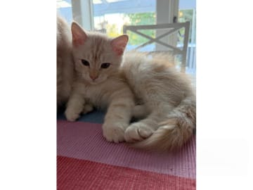 Sibirisk katt · Alunda · SE*Reiman's