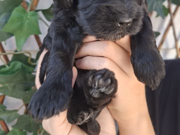 Cockerpoo · Sollentuna · Mikaela C.