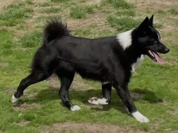 Norsk buhund · Elverum · Aud Hilde Sommer