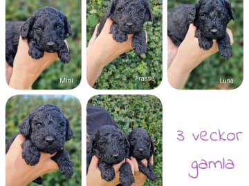 Double Doodle · Borås · Smith Labradoodles
