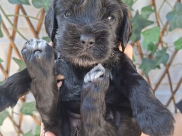 Cockerpoo · Sollentuna · Mikaela C.