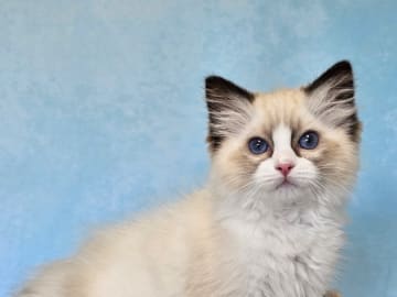 Ragdoll · Asmundtorp · SE*Cats of Kruger