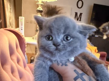 British Shorthair · Katrineholm · Crazy catlady