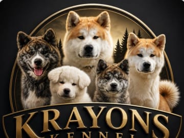 Akita inu · Dorotea · Krayon's kennel
