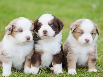 Miniature American Shepherd · Åsnes Finnskog · Lill Bredvold