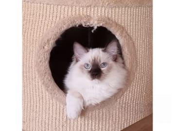 Ragdoll · Väse · SE*Wernigerodes