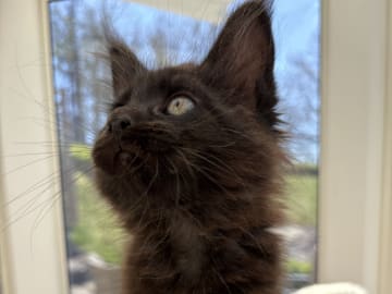 Maine Coon · Gränna · Black pearl
