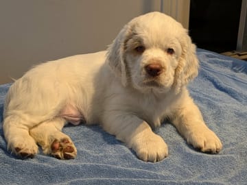 Clumber spaniel · Hedemora · Flamris