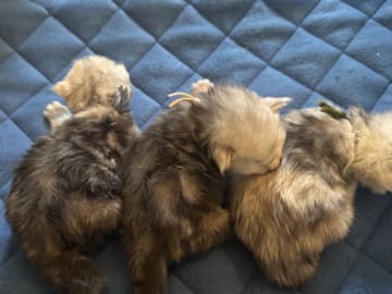 Maine Coon · Råholt · NO*Pusekatten