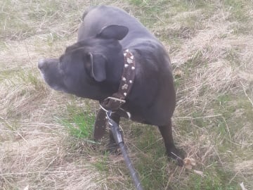 American bully · Tumba · Kari P.