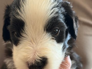 Bearded collie · Hammarö · Hillbacka