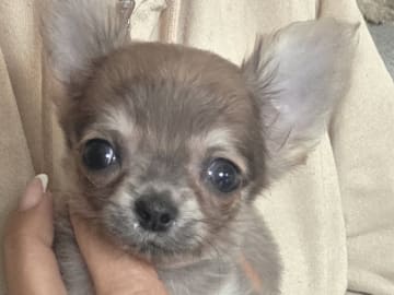 Chihuahua · København Nv · Tikus
