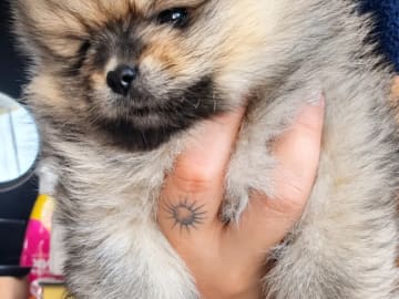 Pomeranian · Aurskog · Valentine Ai Nga Ly