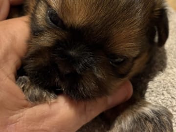 Shih tzu · Greve · Helle-Sofia's