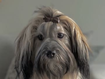 Bichon havanais · Fjärås · Kläppas