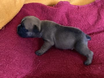 Fransk bulldogg · östervåla · Dexline's