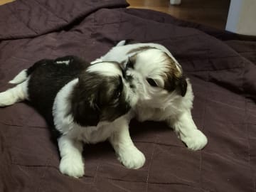 Shih Tzu · Huddinge · Therese S.