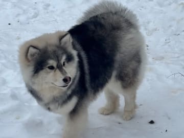 Finsk lapphund · Sorunda · Samerajerna’s kennel