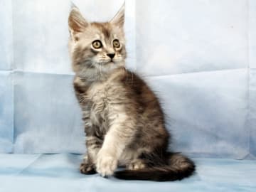 Maine Coon · Västra Frölunda · Dagdrivarn