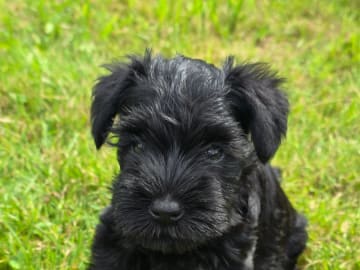 Dvärgschnauzer · Uddevalla · Little Tassa's