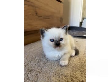 Ragdoll · Trollhättan · SE*Sapphire Blue Eyes