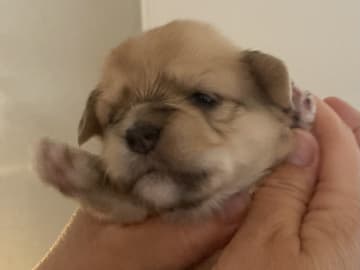 Bichon havanais · Tjele · Gaastedhøj